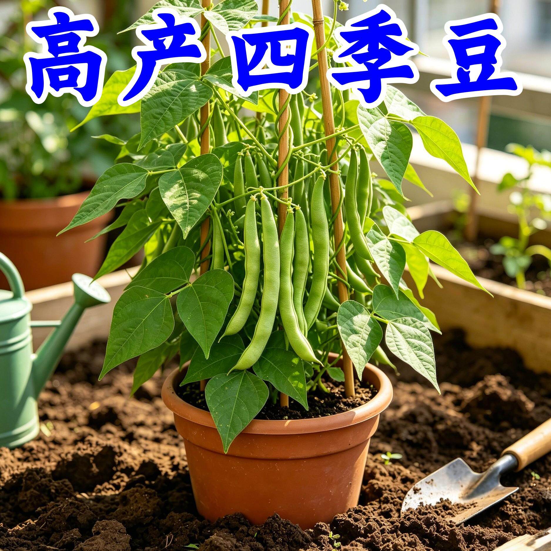 无架四季豆种子早熟高产四季蔬菜种无筋地豆肉厚脆嫩不搭架长豆角