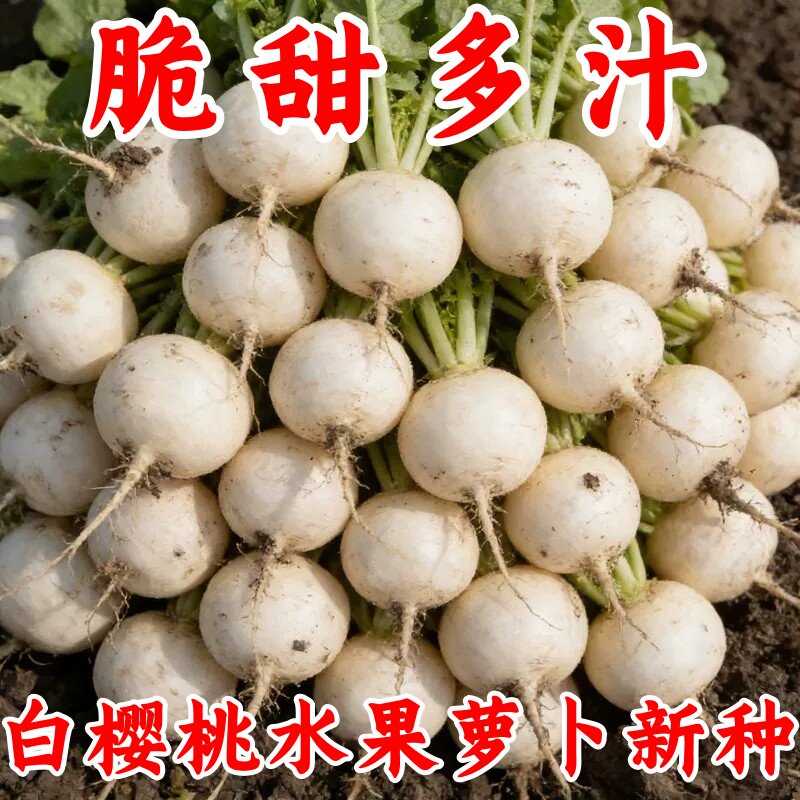 四季优质白樱桃花萝卜种子