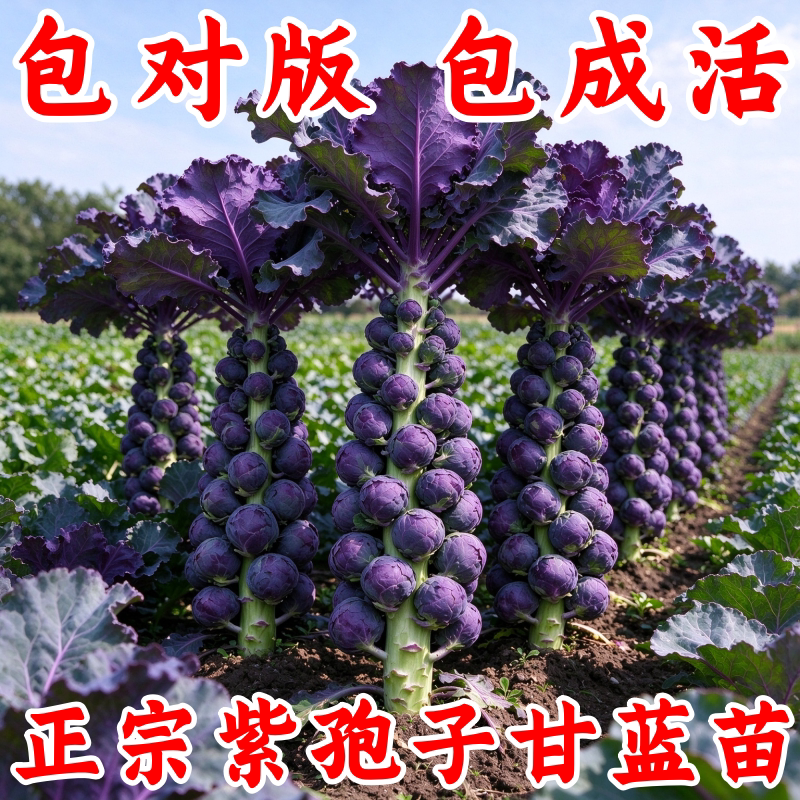 紫孢子甘蓝苗四季易活阳台盆栽