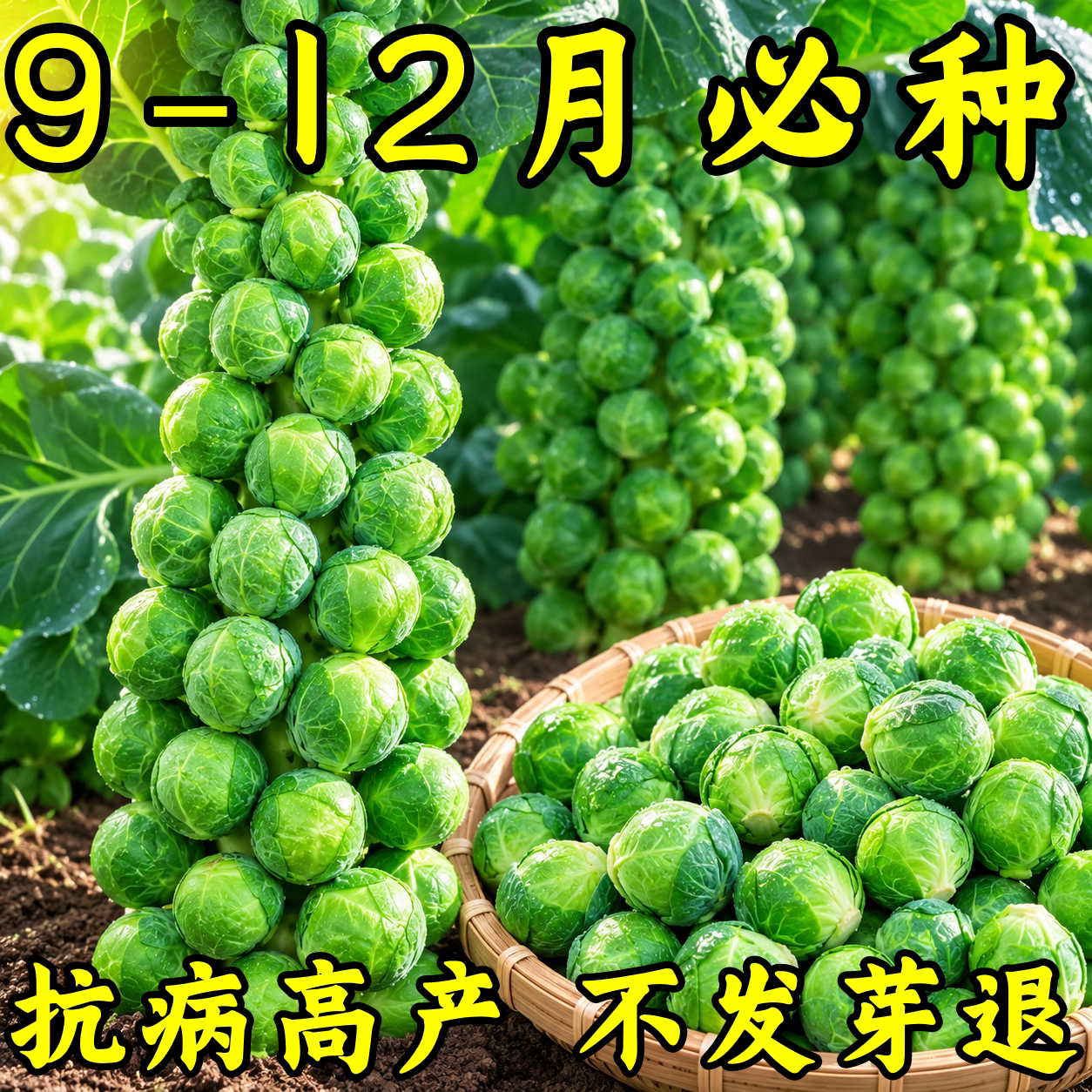 抱子甘蓝蔬菜种子四季可播