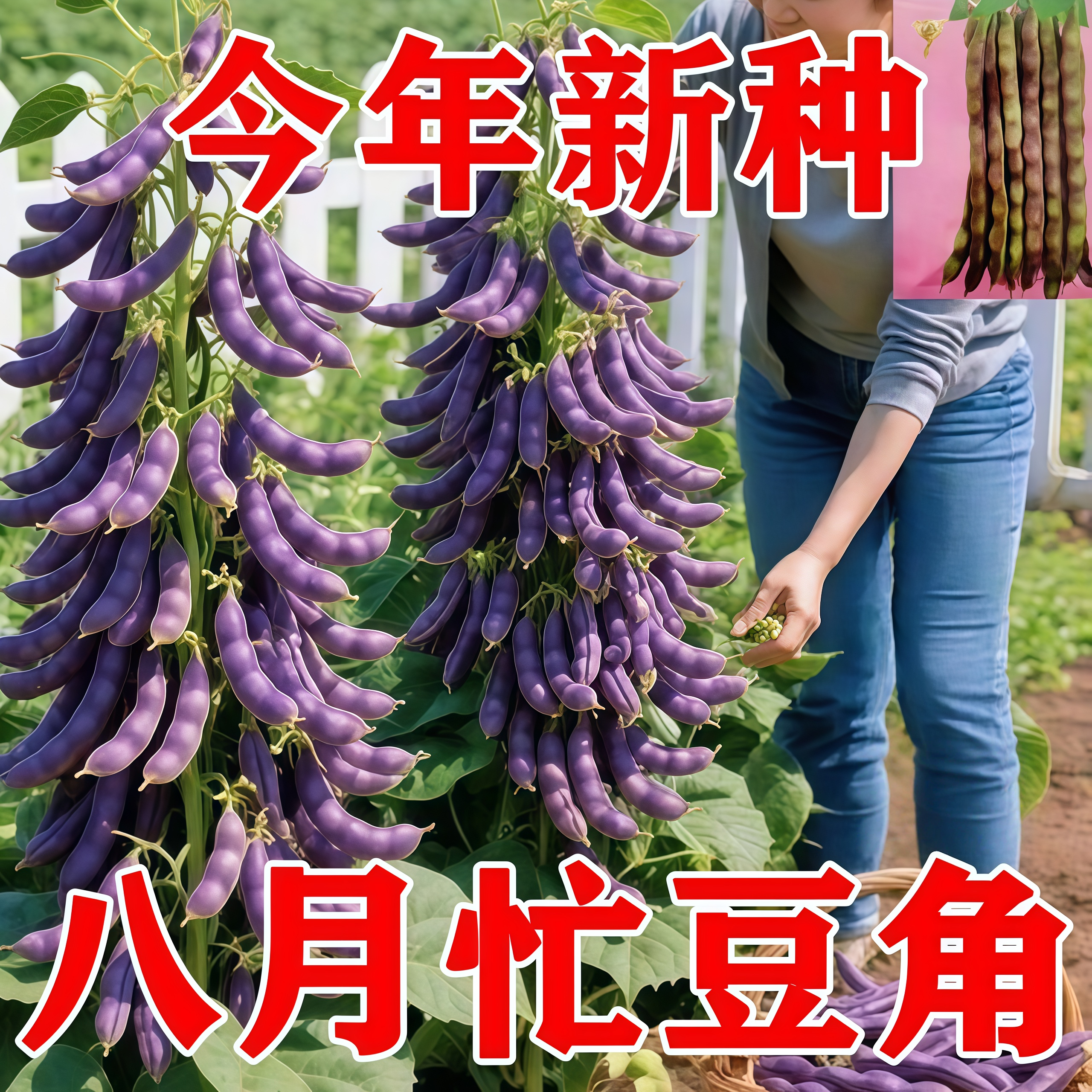 八月忙耐寒耐热高产无筋四季豆种