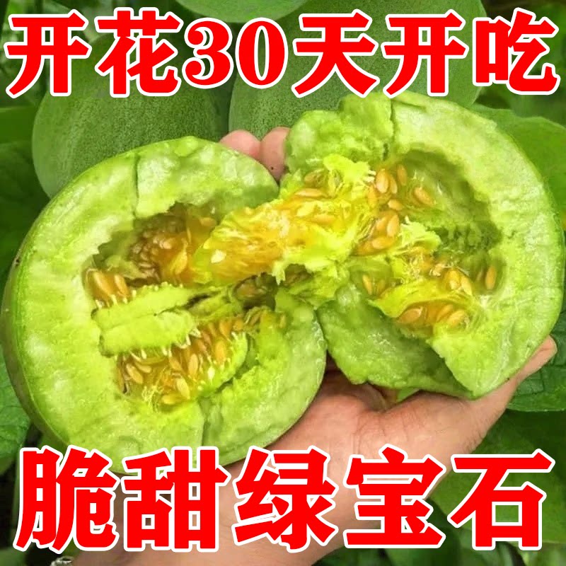 绿宝石脆甜薄皮香瓜种子