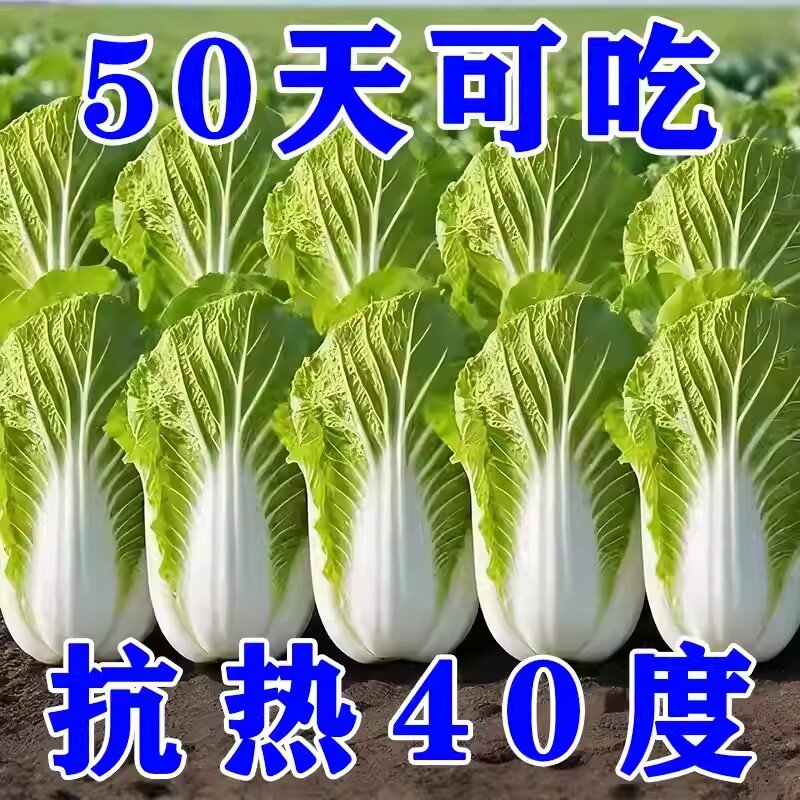 夏阳耐热大白菜种子夏播易活