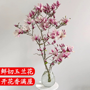 玉兰花水培植物室内好养鲜切干枝带花苞紫玉兰桌面鲜花卉盆栽绿植