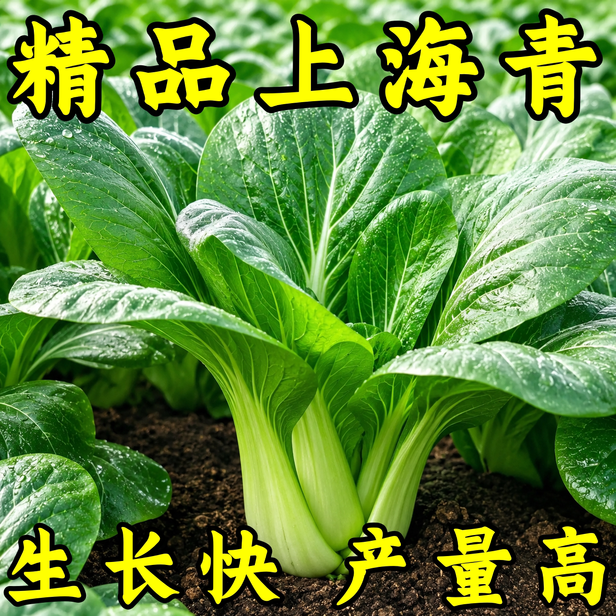四季阳台盆栽蔬菜种子大全