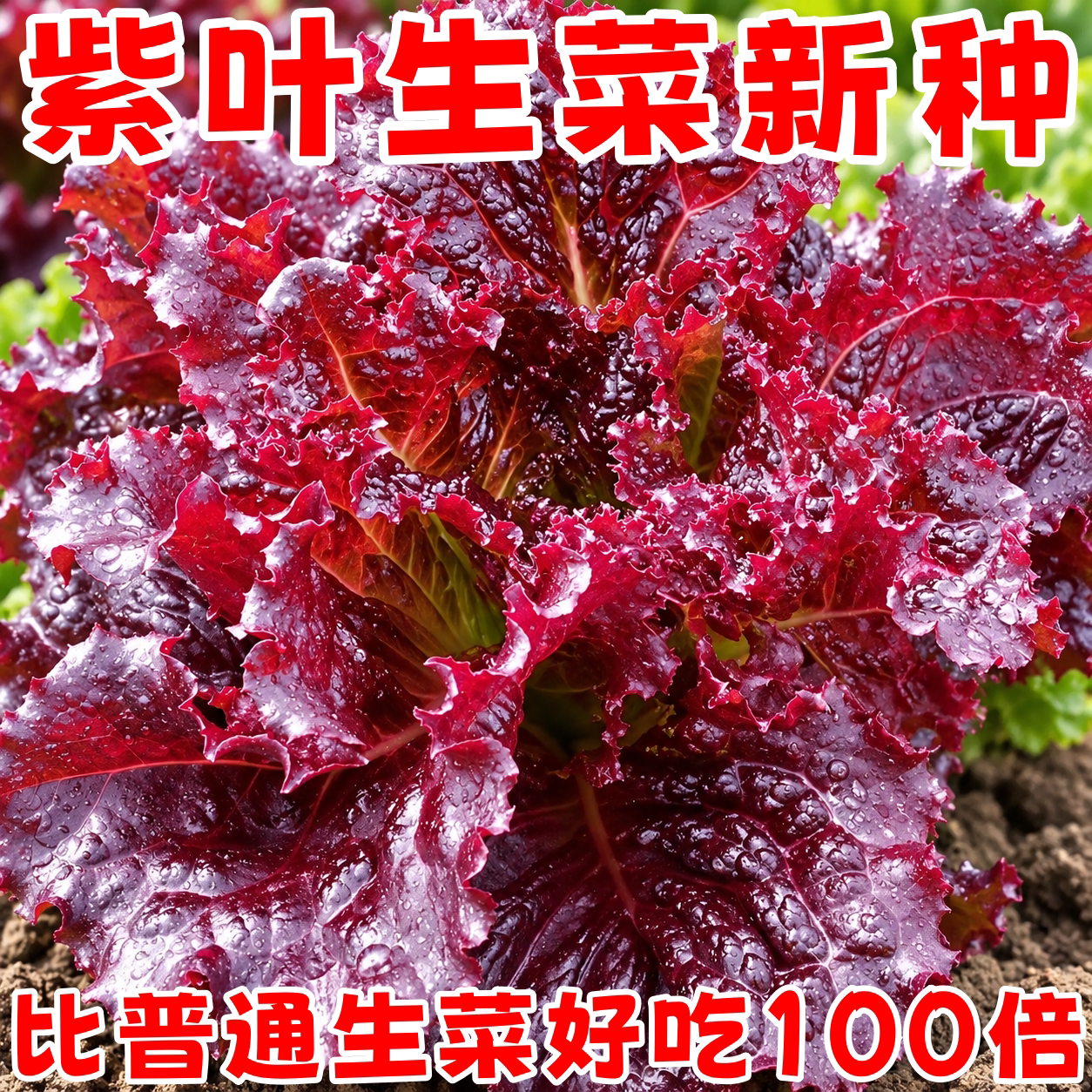 紫叶生菜种子四季阳台盆栽