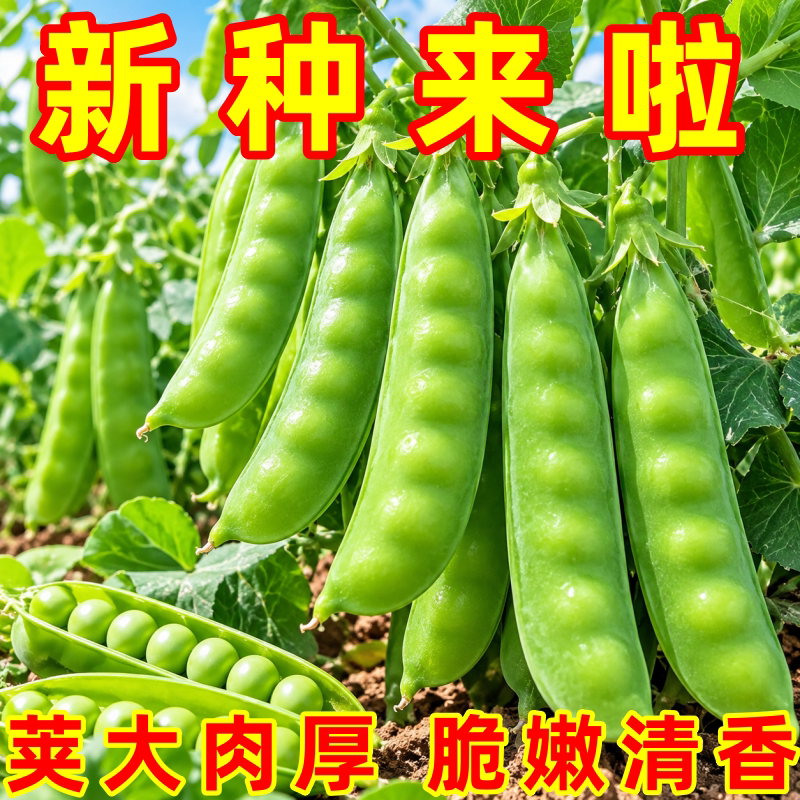 荷兰豆种子四季早熟高产易活