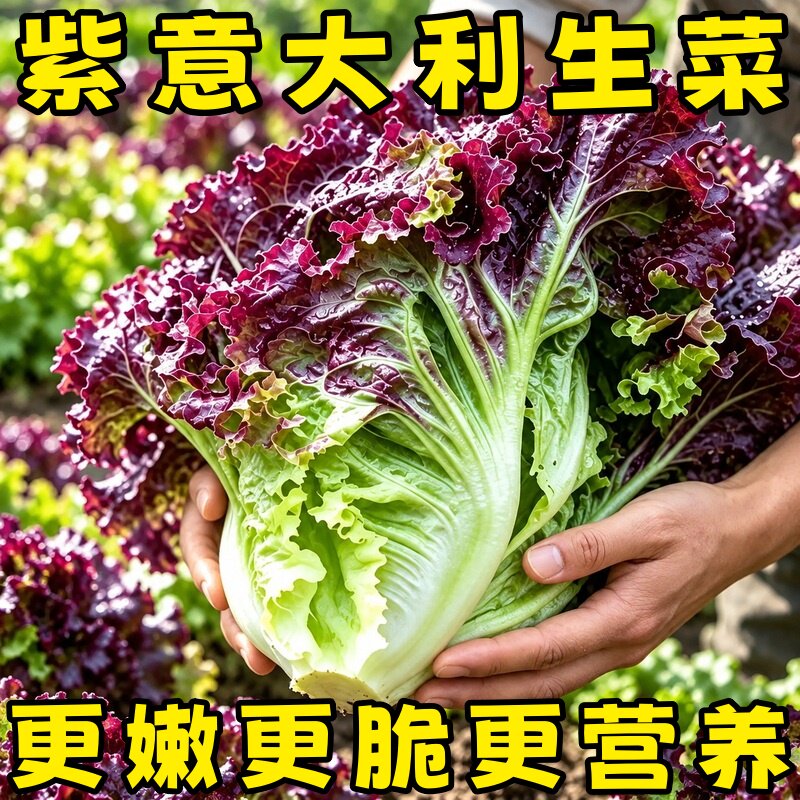 紫色意大利生菜种子四季可播高产