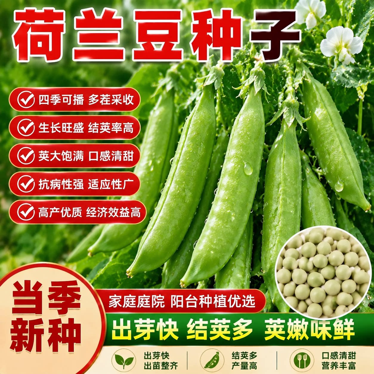 脆甜荷兰豆双夹高产耐寒易种