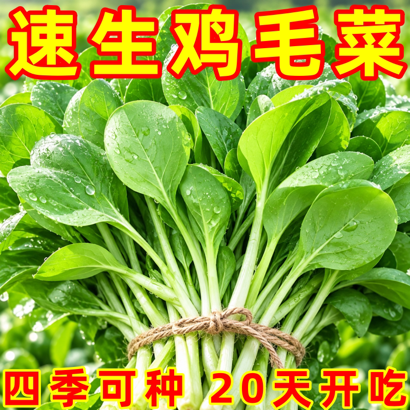 四季速生小白菜种子阳台盆栽