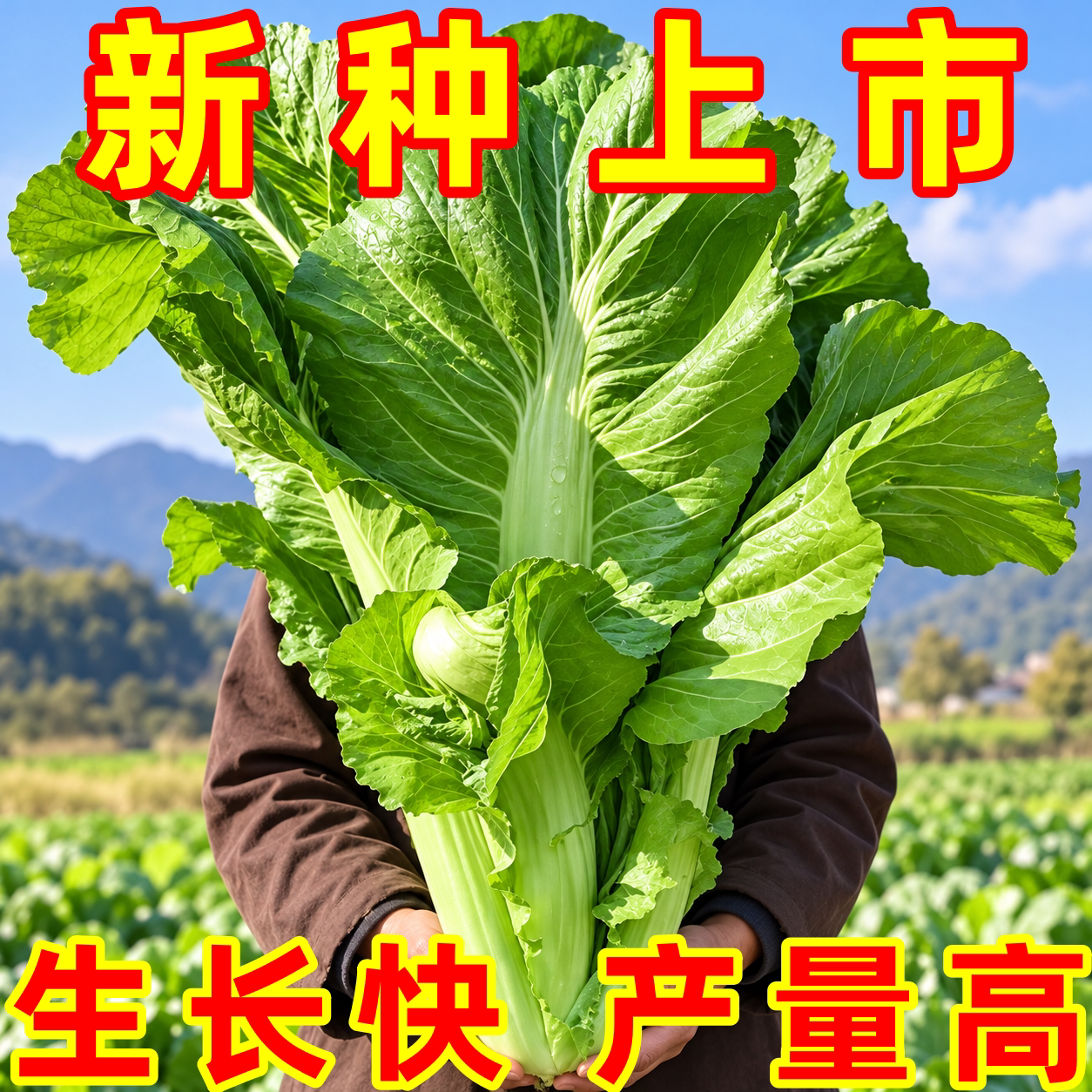 老品种大叶芥菜种子高产耐寒耐热