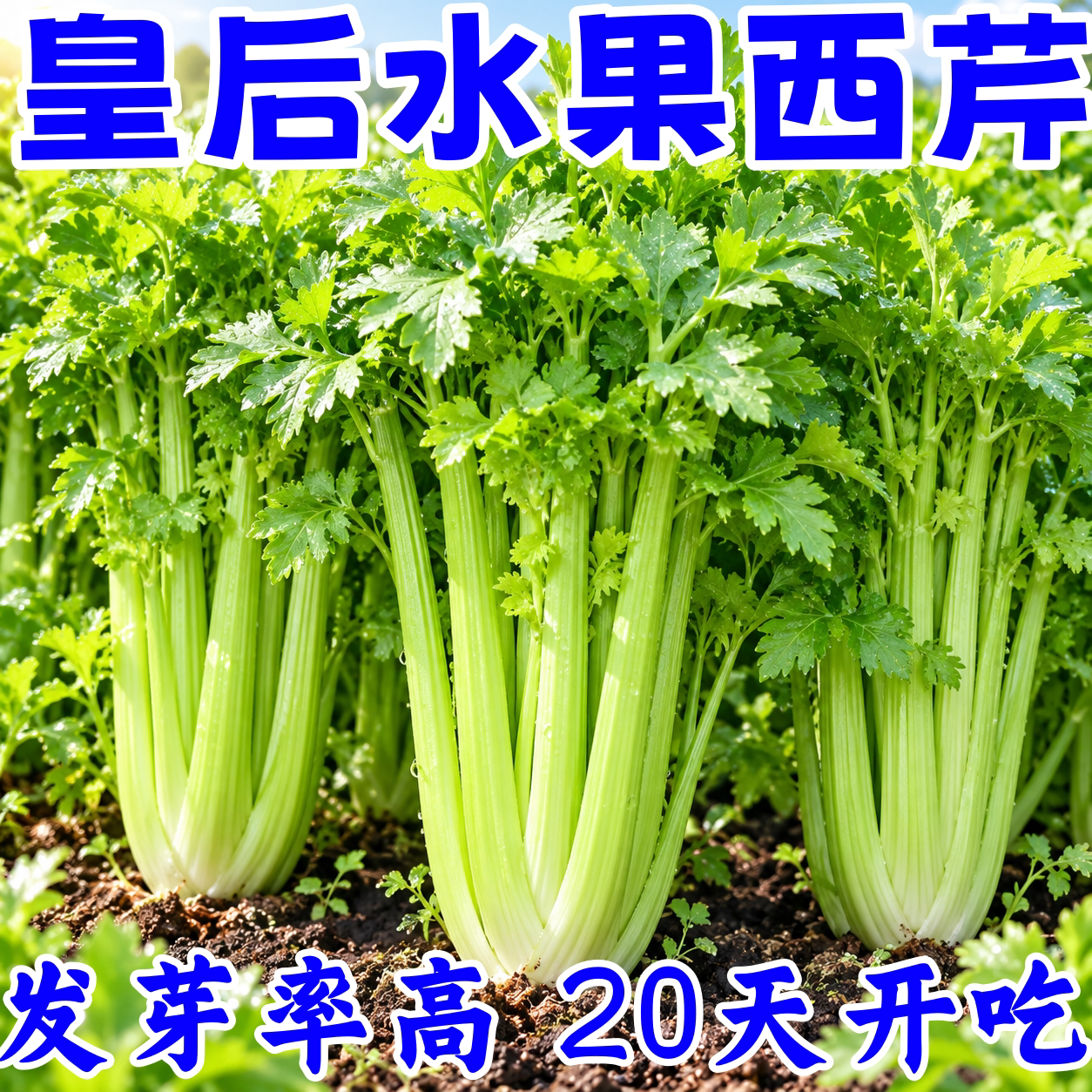 四季西芹种子法国皇后玻璃脆实