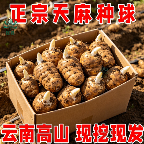 昭通小草坝鲜天麻种子乌天麻苗
