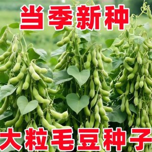 新品矮杆极早熟毛豆种子30天高产青豆菜种子日本青特早王菜豆薄皮