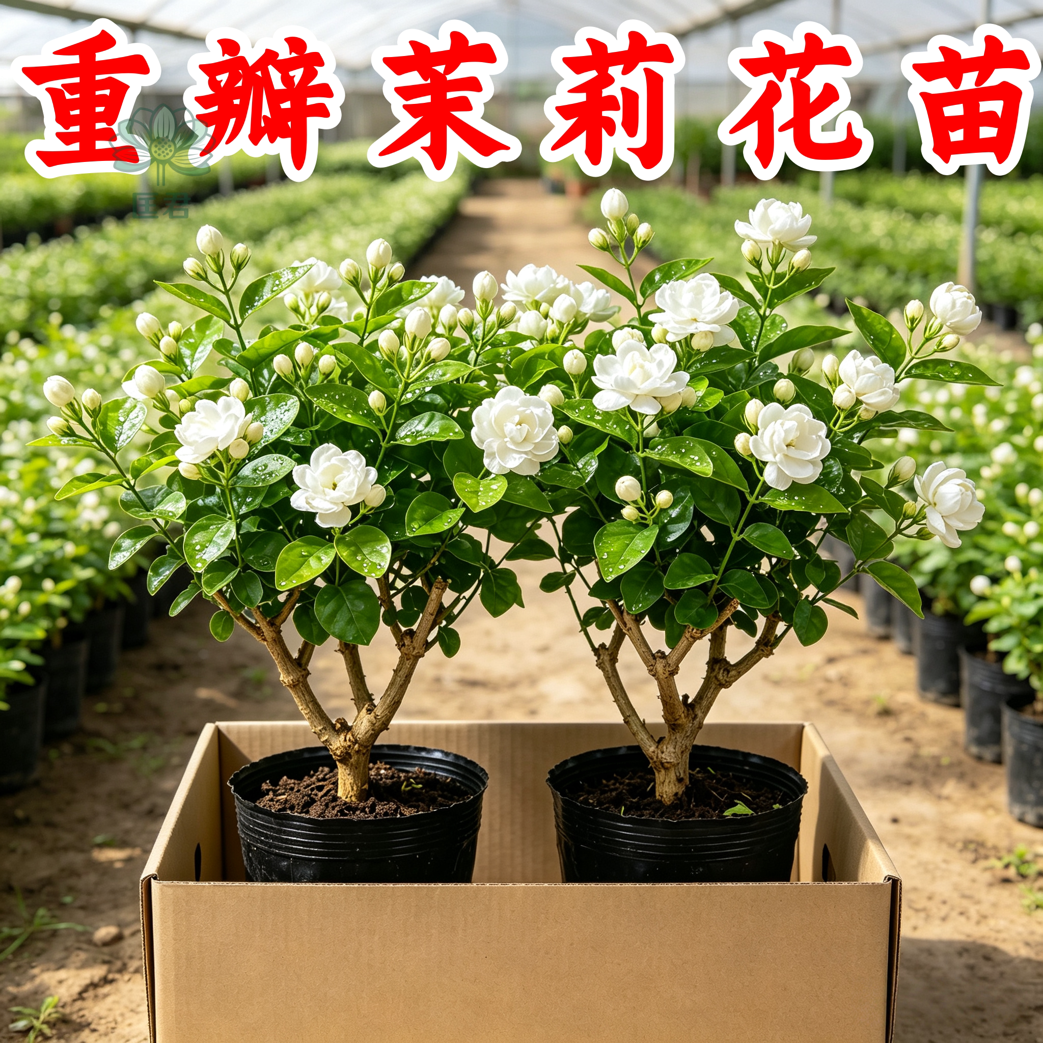 浓香驱蚊老桩盆栽栀子花茉莉花