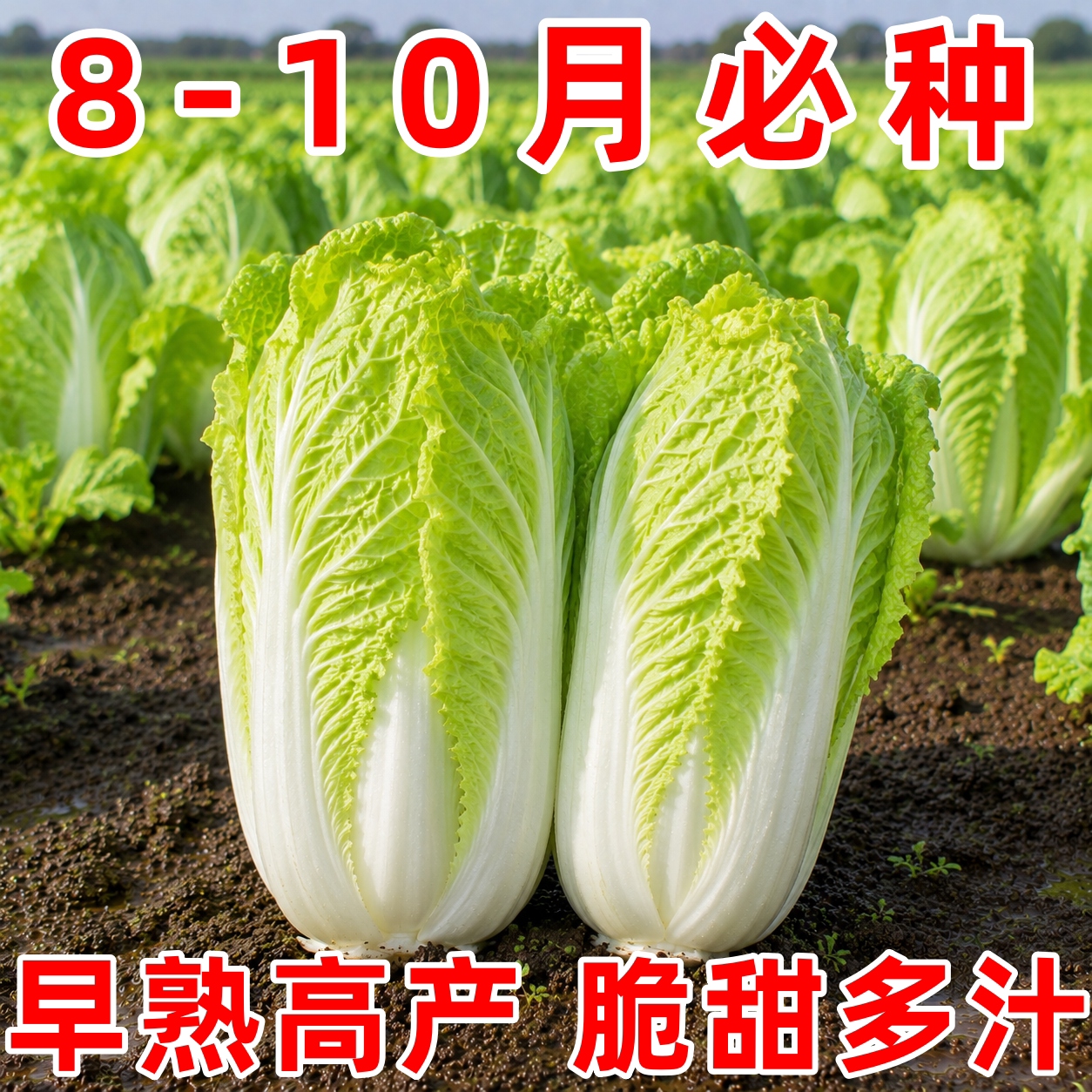 黄金娃娃菜四季阳台种子