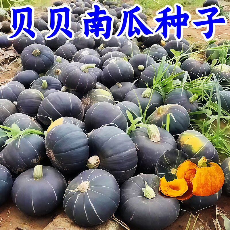 贝贝南瓜种子新品种超甜板栗味迷你南瓜种子甜面香糯高产蔬菜种子