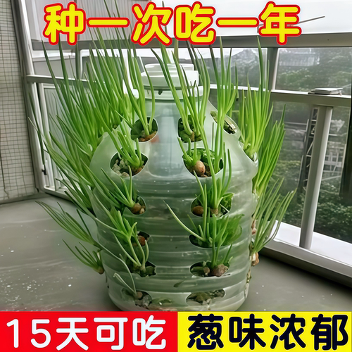 四川四季可种红葱头阳台采收