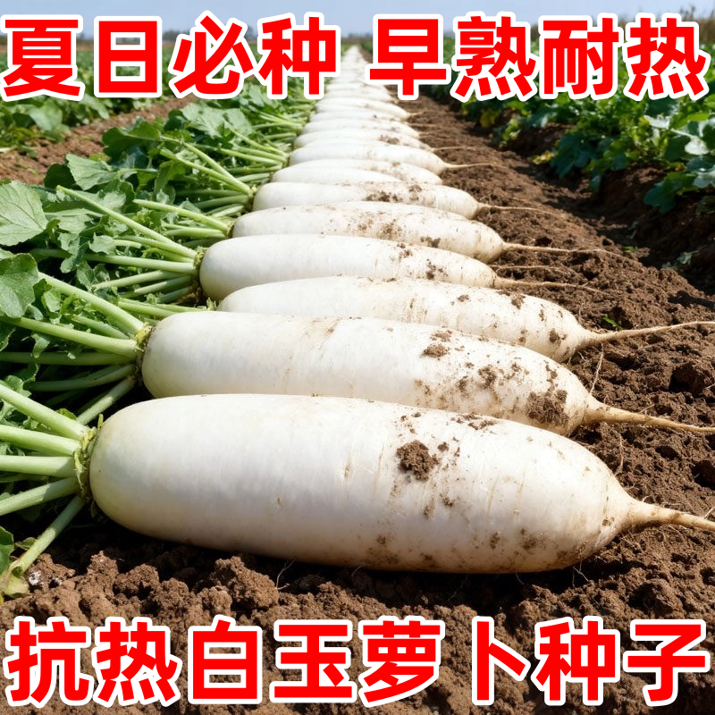 夏季40度耐高温抗病高产萝卜种子