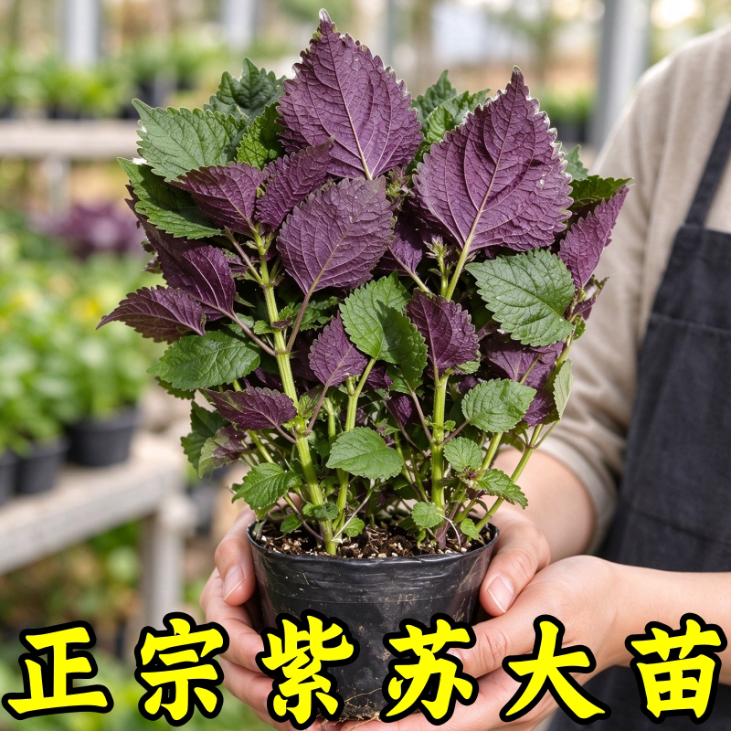 农家紫苏苗20棵带根带土浓香