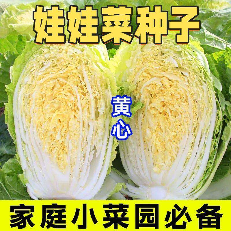 黄心娃娃菜种子四季高产易种
