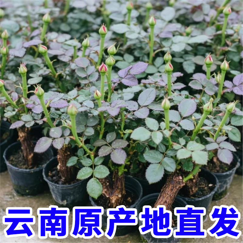 云南基地直发玫瑰老桩开花树苗