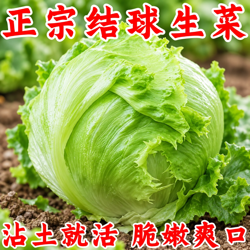 四季结球生菜种子盆栽农家