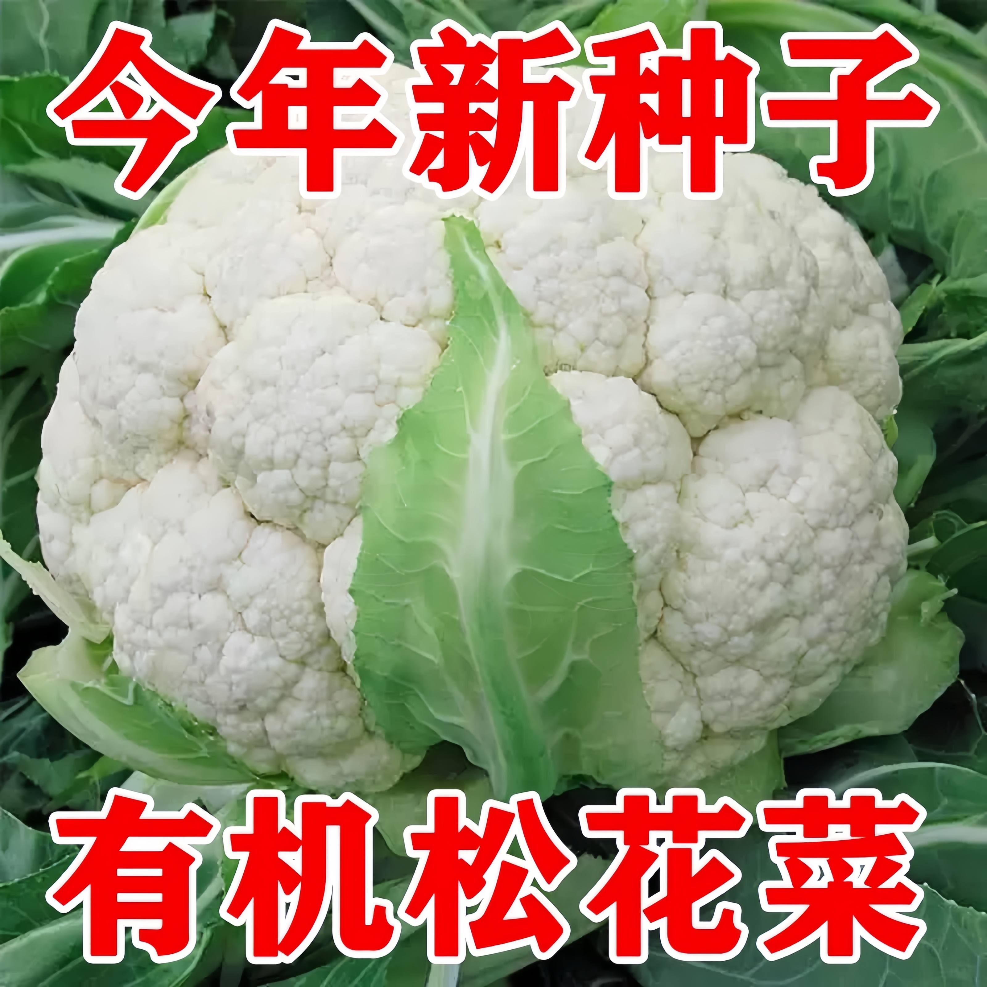 春夏秋三季高产耐热抗寒菜花种子
