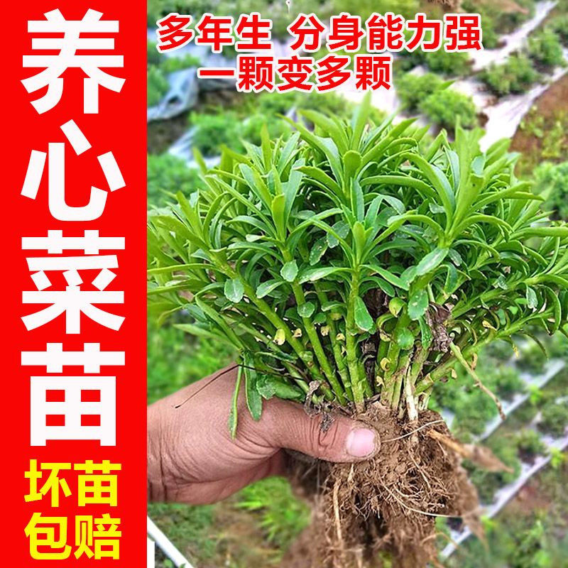 养心菜高钙救心菜根苗可食用野菜四季播阳台盆栽特色保健蔬菜,鲜花速递/花卉仿真/绿植园艺,红掌/凤梨/温室花卉,淘宝优惠券,粉丝福利购,淘宝优惠卷