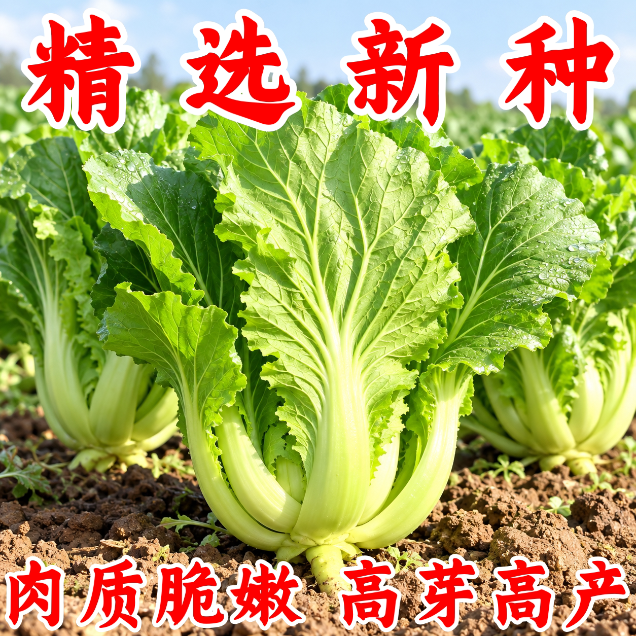 老品种大肉包心芥菜种子