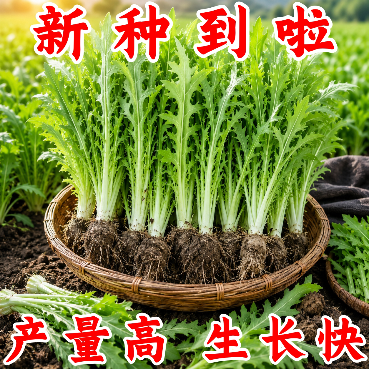 四季甜麦菜苦麻菜种子阳台易种