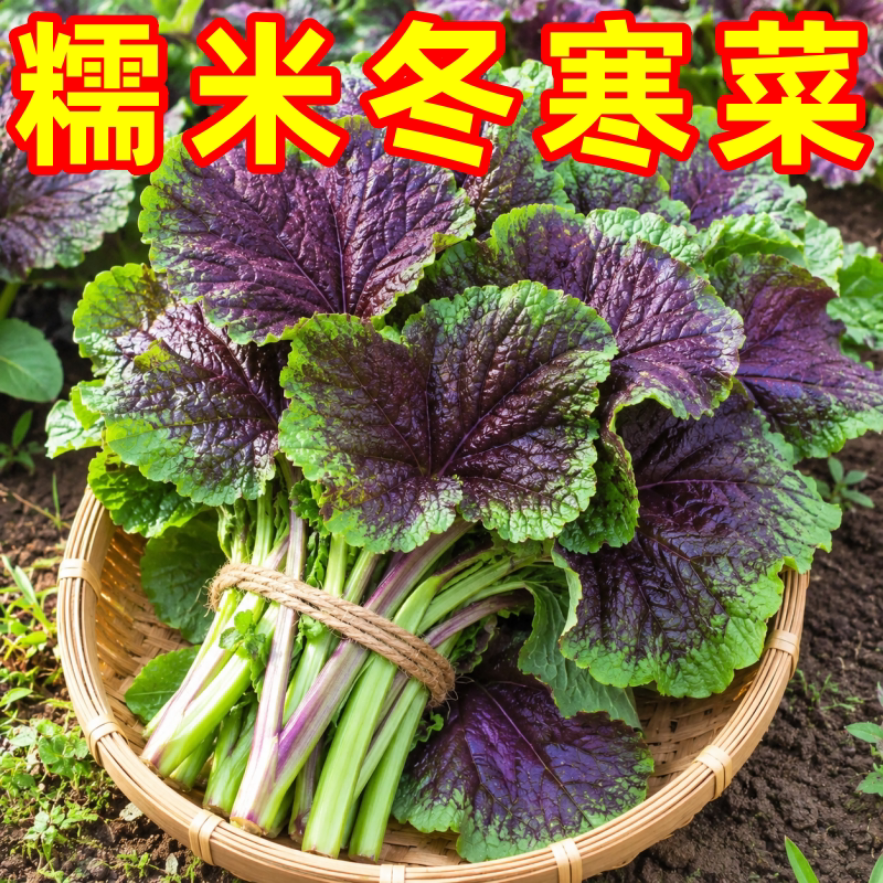 秋冬耐寒阳台盆栽冬寒菜种子