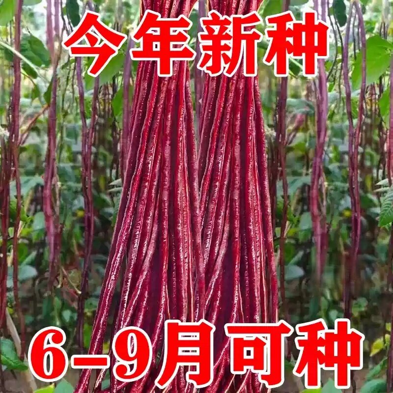 四季播高产早熟耐热抗病豇豆种子