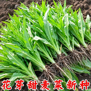 正宗博白甜唛菜种子甜脆爽口
