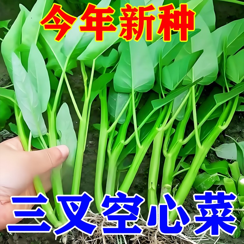 大叶三叉高产空心菜种籽子大田农家庭院四季青菜种子蔬菜种孑籽种