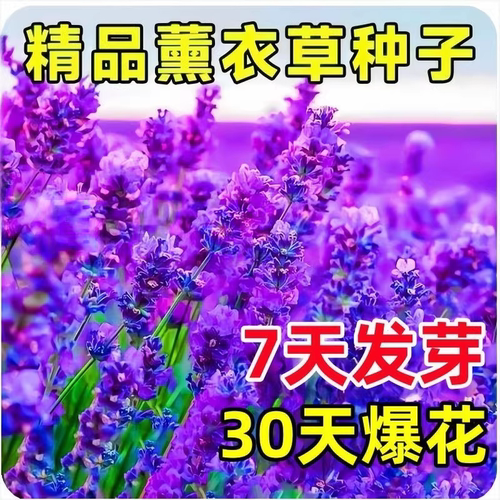 普罗旺斯薰衣草种子四季易活