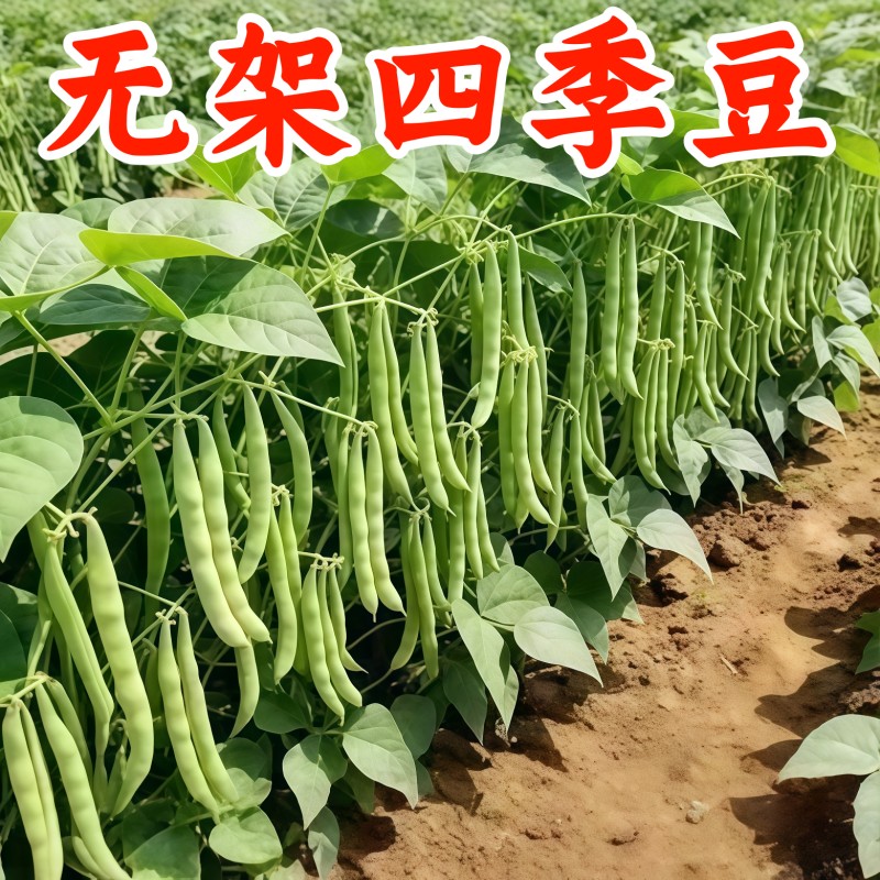 老品种四季豆种子高产早熟无筋