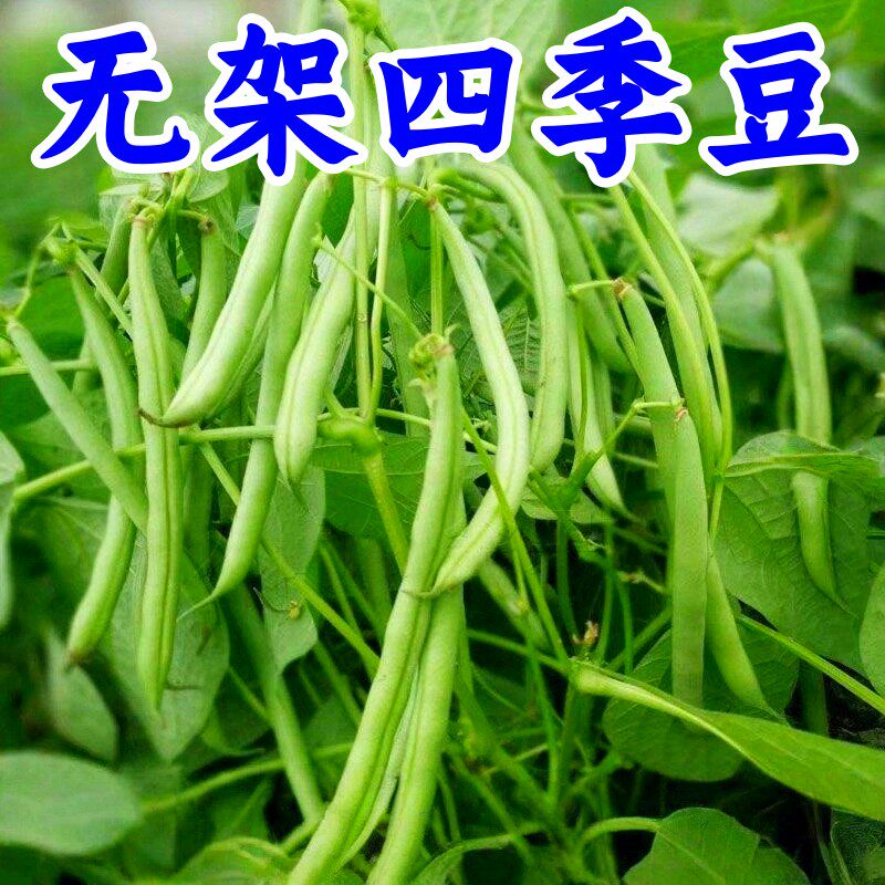 无架四季豆种子早熟高产四季蔬菜种无筋地豆肉厚脆嫩不搭架长豆角