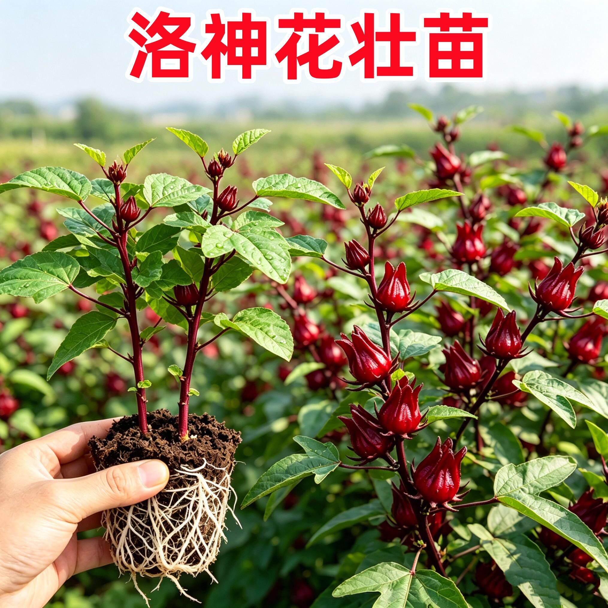 洛神花玫瑰茄种子四季可种
