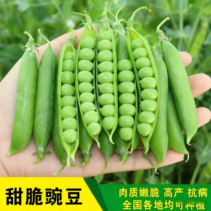 甜脆高产耐寒四季播豌豆种子