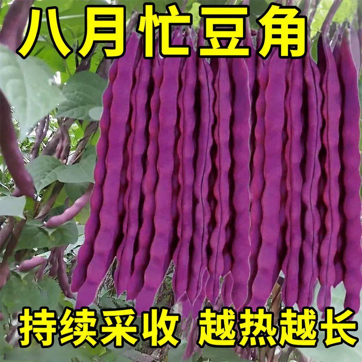 八月忙紫红四季豆种子高产大粒