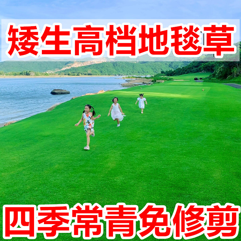 草坪草籽地毯草四季常青草皮草籽种矮生绿化草坪种子高档庭院草种