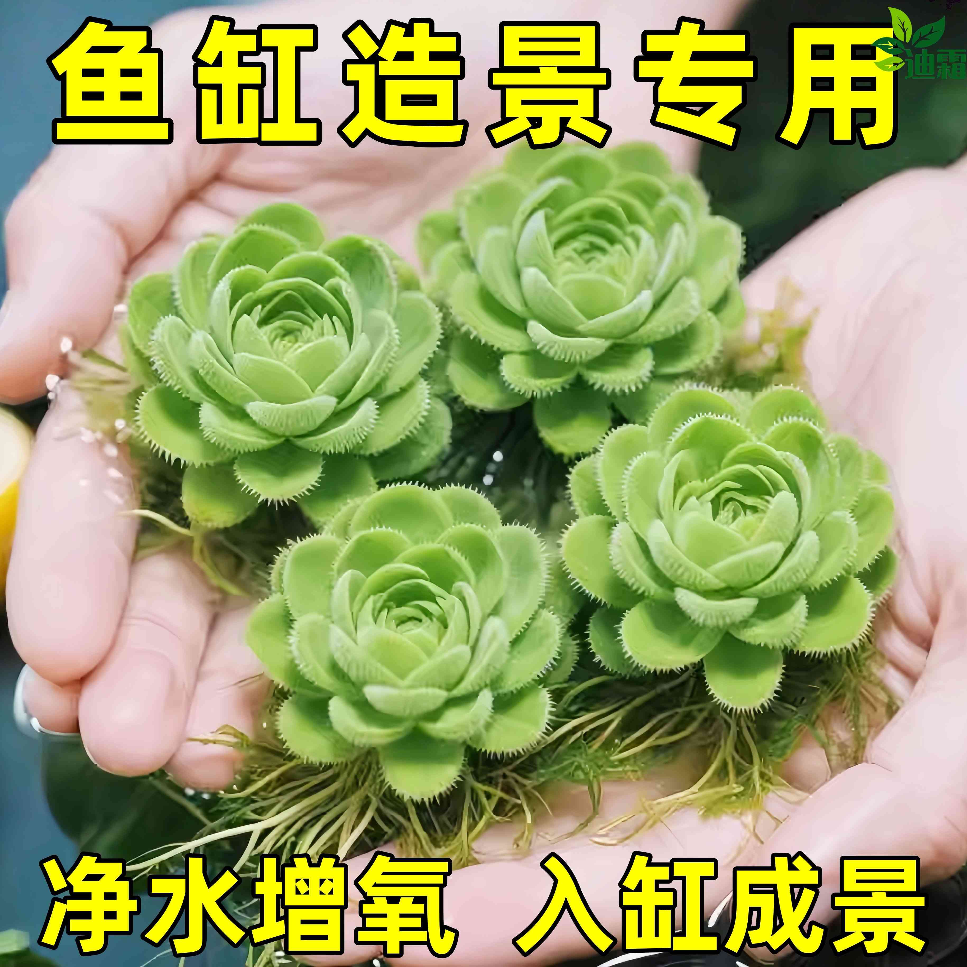 水芙蓉浮萍水草水培植物水上和鱼共养金鱼缸造景古法养鱼净化水质