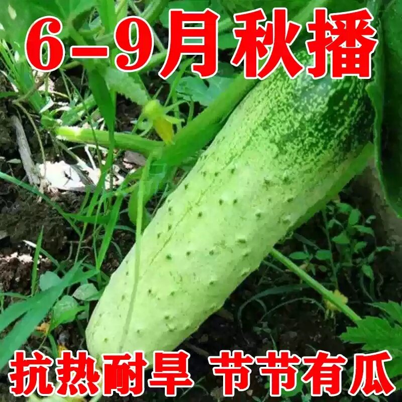 高产旱黄瓜种子四季阳台小菜园