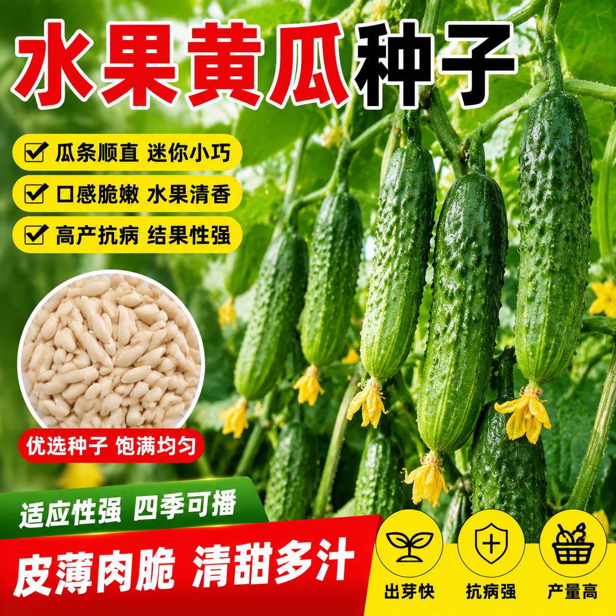 摘不败节节有瓜小黄瓜种子高产