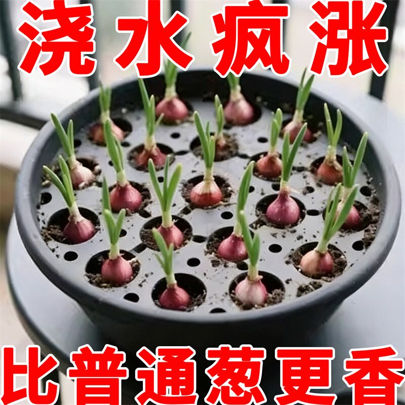 四川正宗红葱四季小香葱红根香葱根苗盆栽阳台庭院种植新鲜红葱头