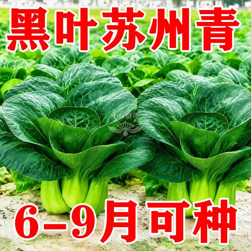 黑叶矮脚苏州青种籽高产上海青室内阳台盆栽菜园四季种植青菜种子