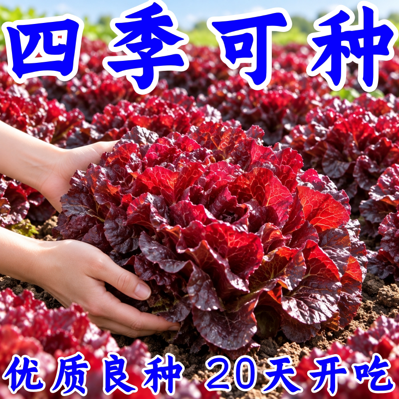 紫叶意大利生菜种子四季速生阳台
