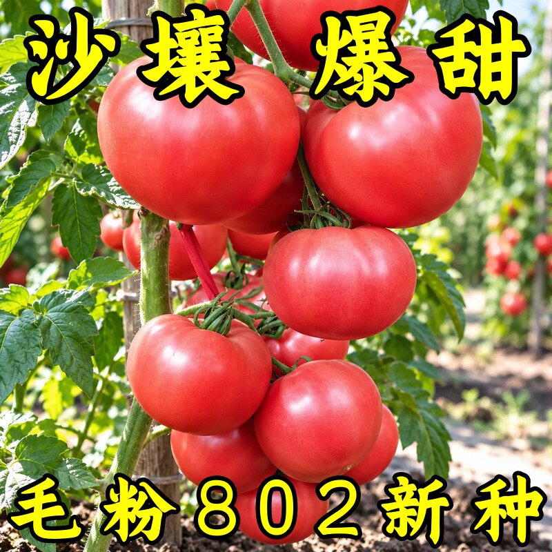 毛粉802大果沙瓤西红柿种子