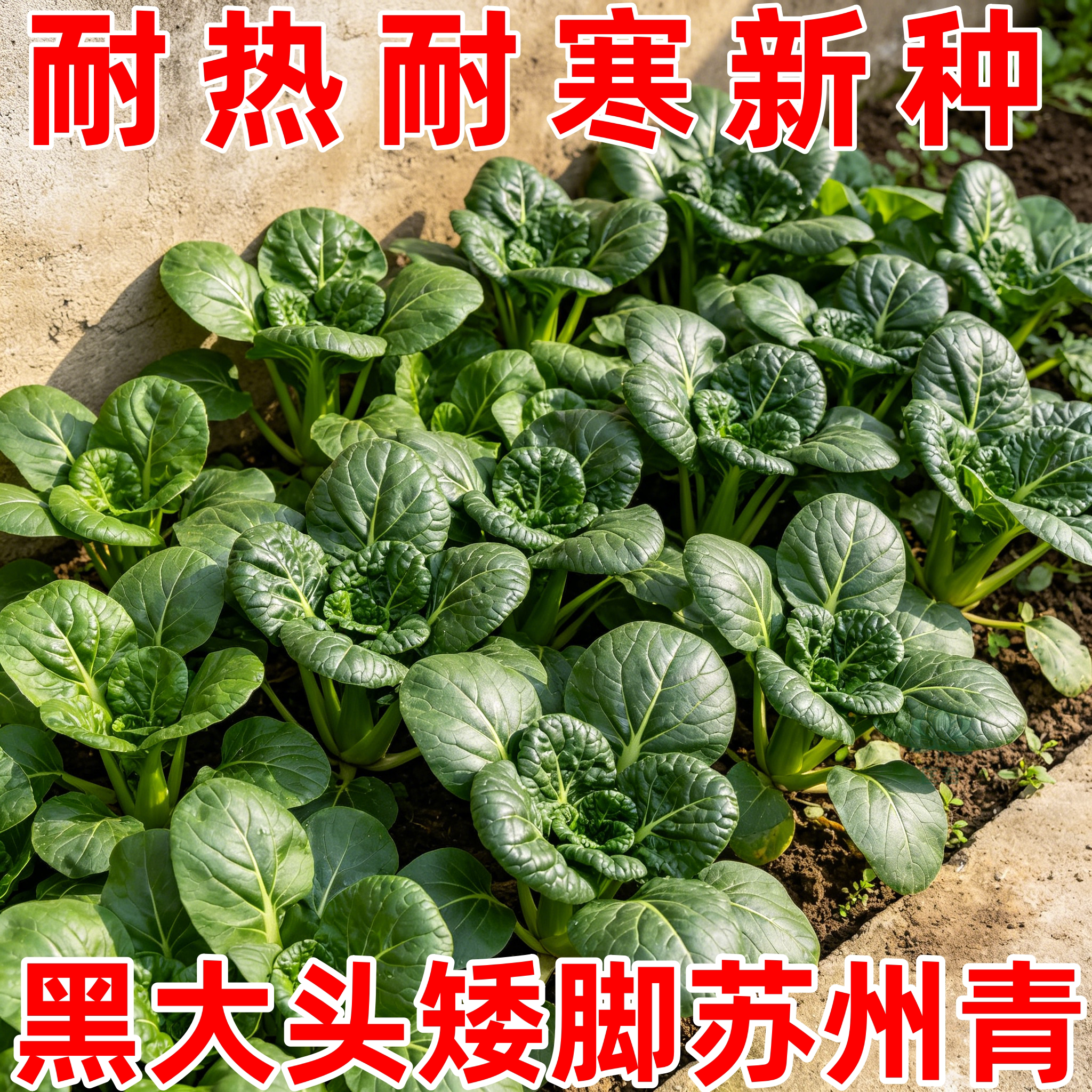 苏州青种上海青种四季小白菜种子